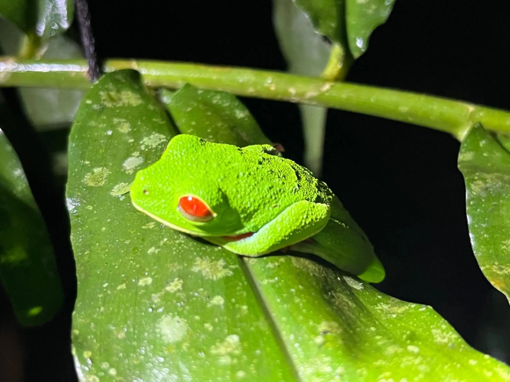 The Frog House