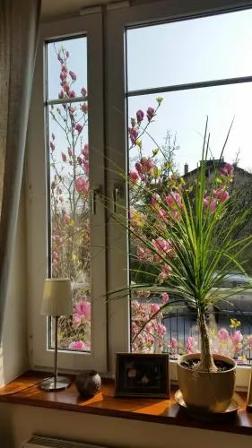 Apartament Magnolia