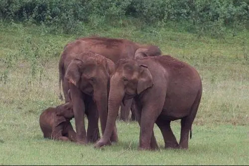 Thekkady Woods