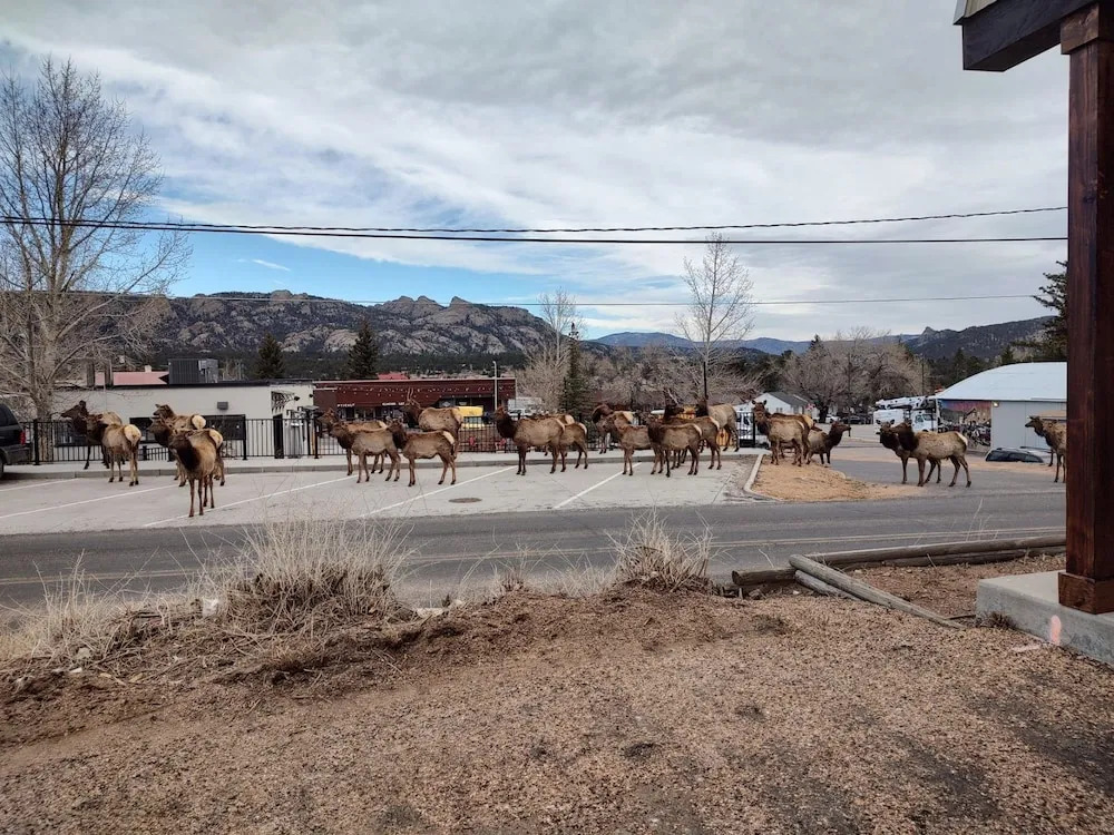 O'deer Cabin - Pet Friendly - Estes Park -- Ev#3241 2 Bedroom Cabin by RedAwning