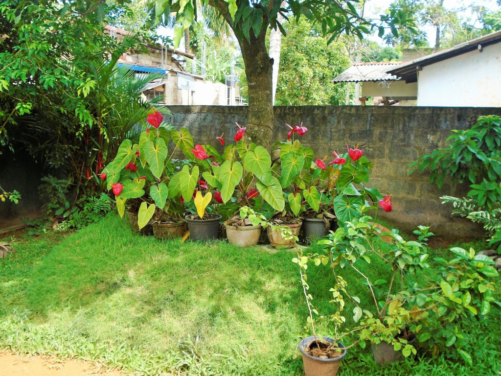 Ceylon Hostel Galle - Hostel