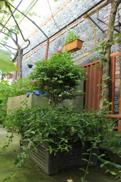 The Kiwi House