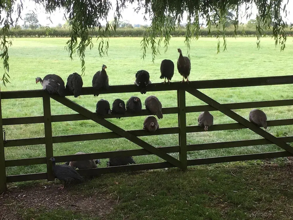Brickfields Farm