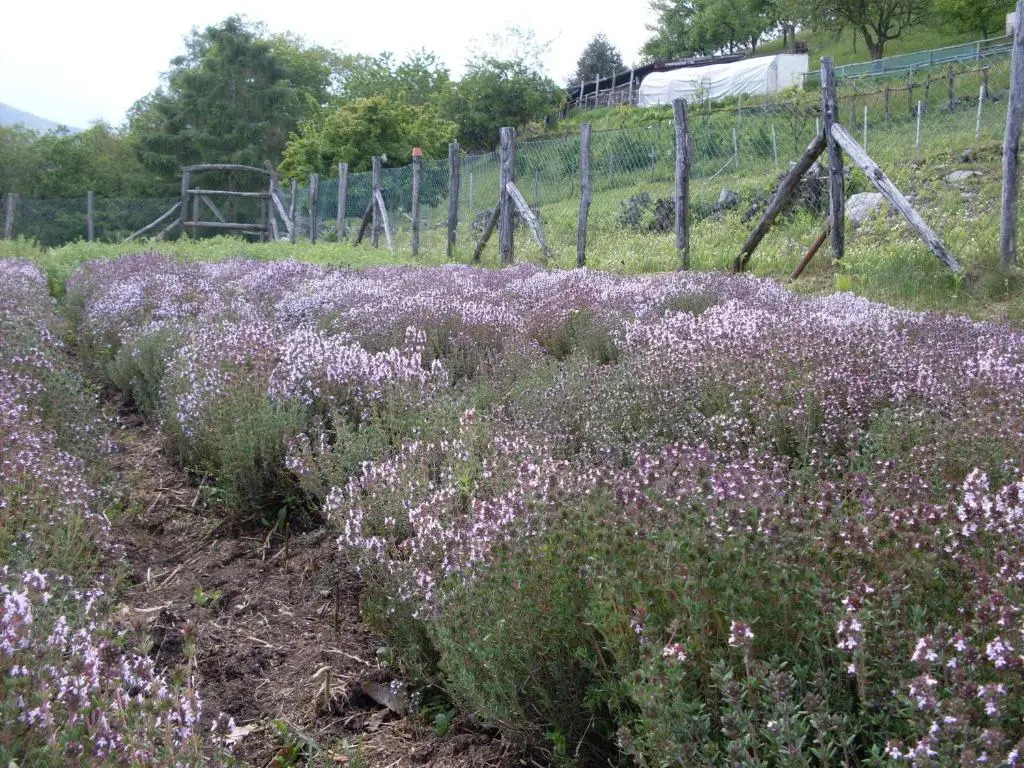 Agriturismo Da Attilio