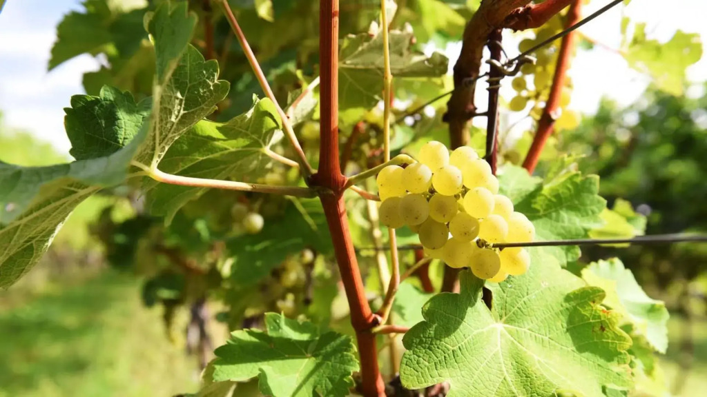 Weingut am Platzl