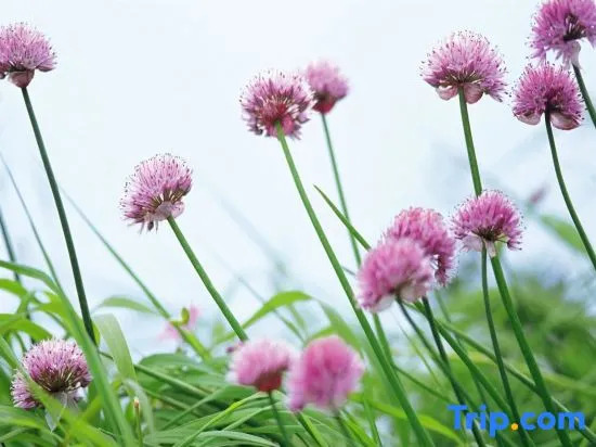 Qingxin Yashe Homestay