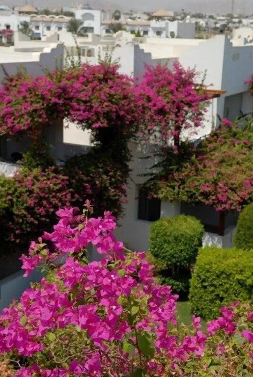 Mexicana Sharm Resort