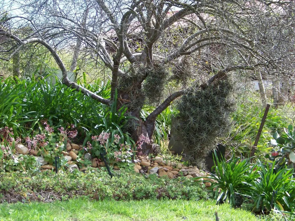 Lemontree Cottage