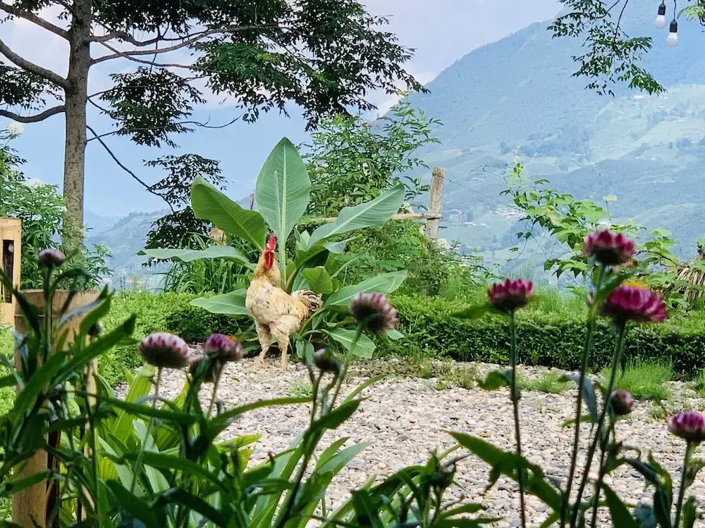 Sapa Rosie House & Spa - Mountain Retreat