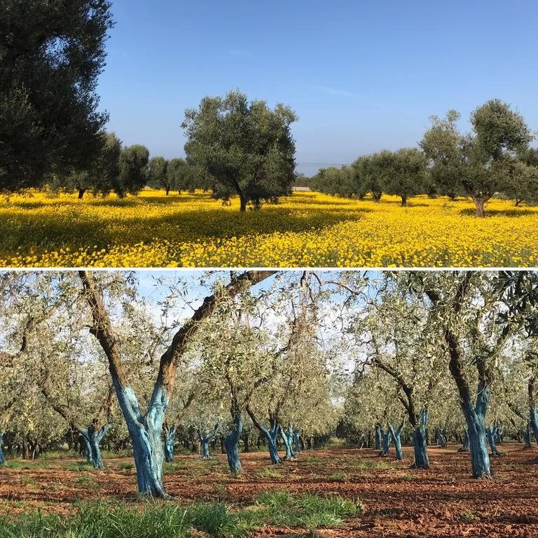 Masseria Montalbano