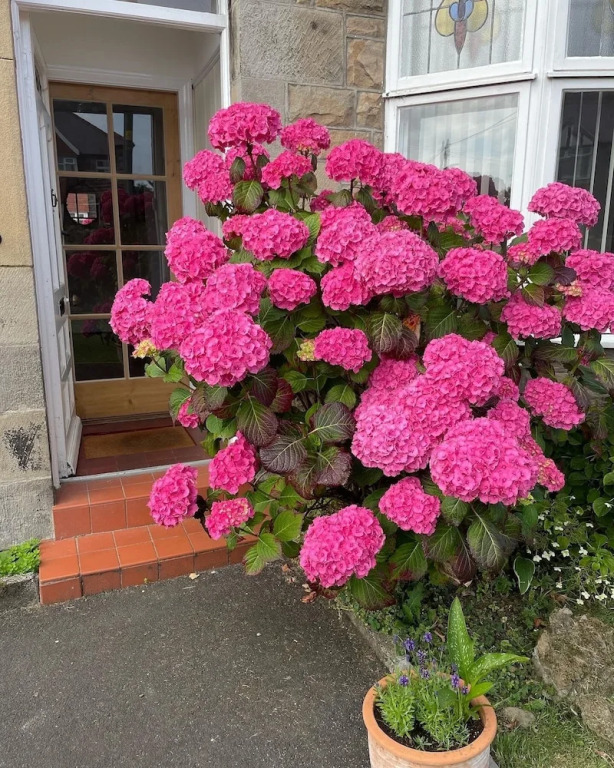 Traditional, Charming 3 Bedroom House in Seahouses