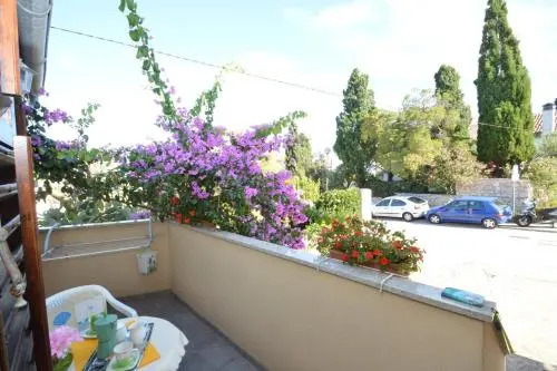 Orhideja 2