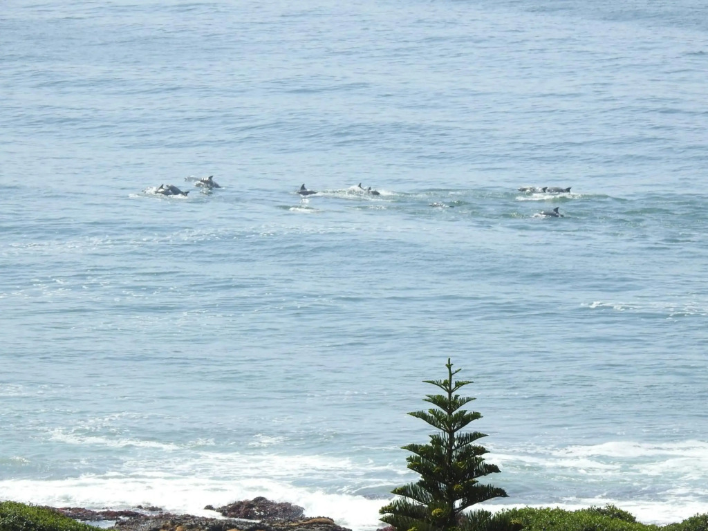 Surfstar at Mimosa Jeffreys Bay