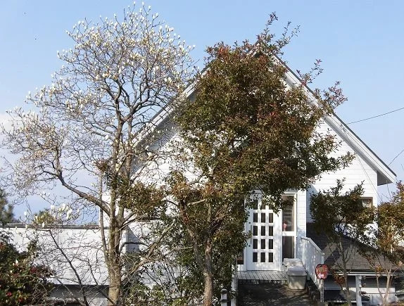 Kashibesso Apple