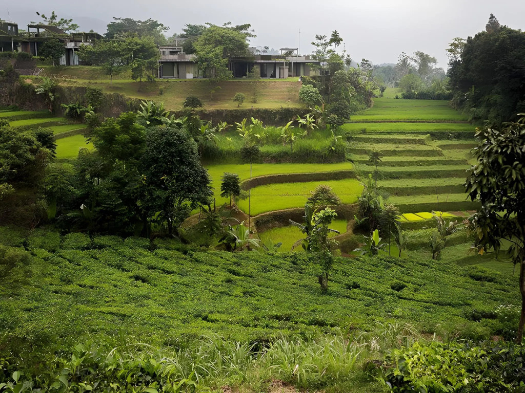 Tea Garden Resort
