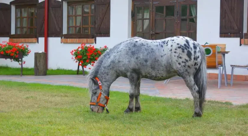Czarny Koń