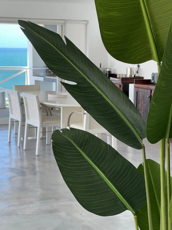 Surfstar at Mimosa Jeffreys Bay