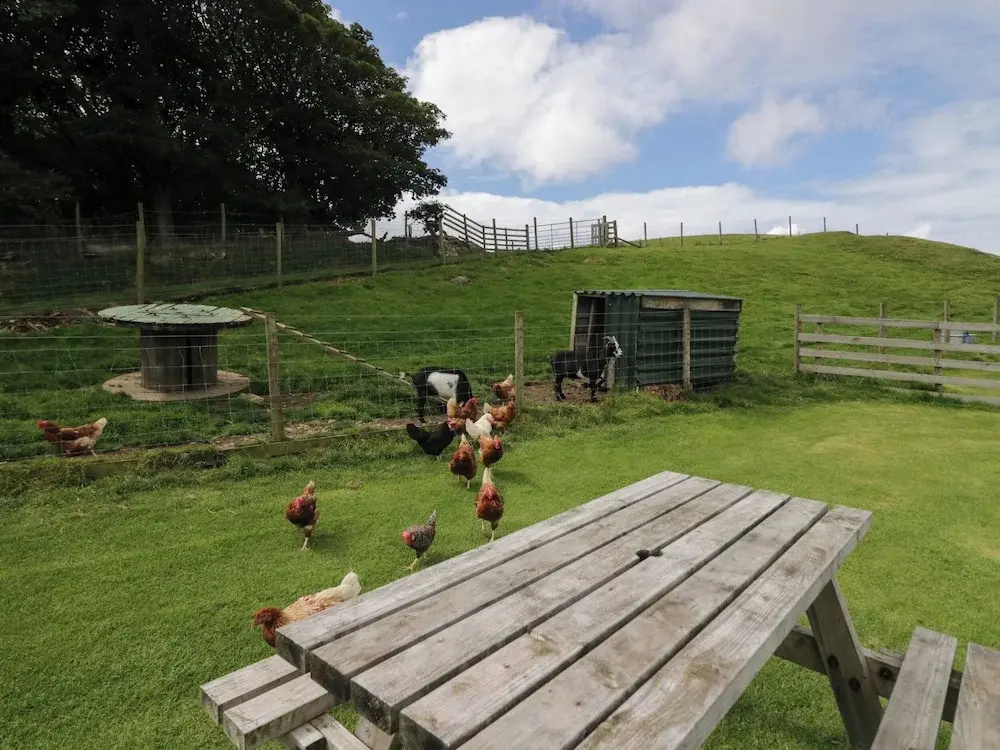 Orchard