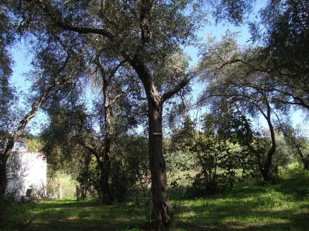 Tasia Studios