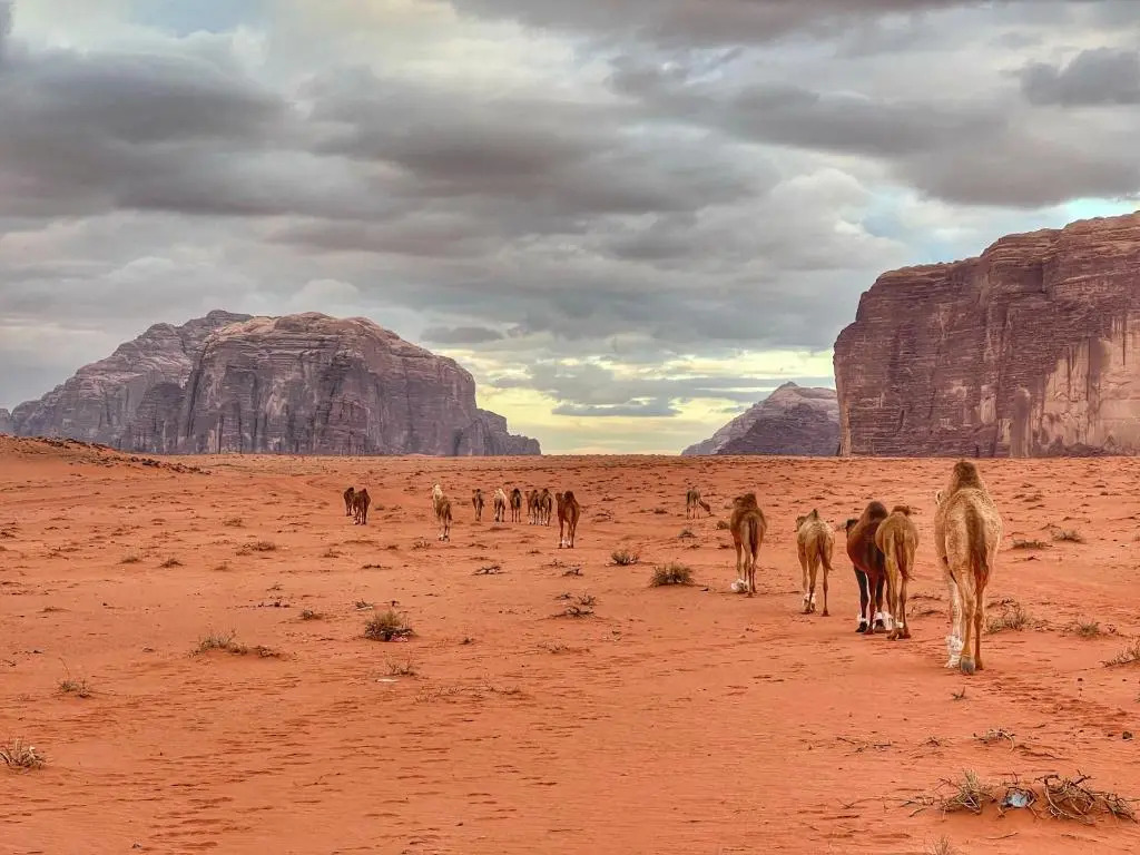 Wadi rum camp with tour