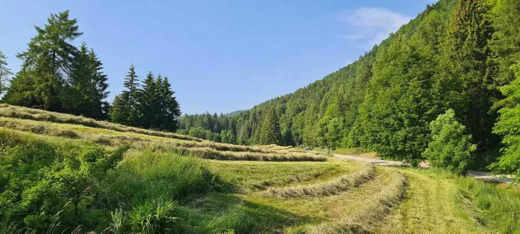 Oseli22