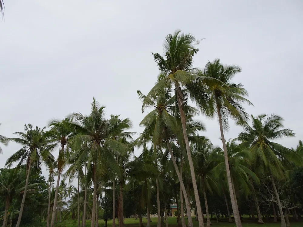 Selectum Mangrove Resort