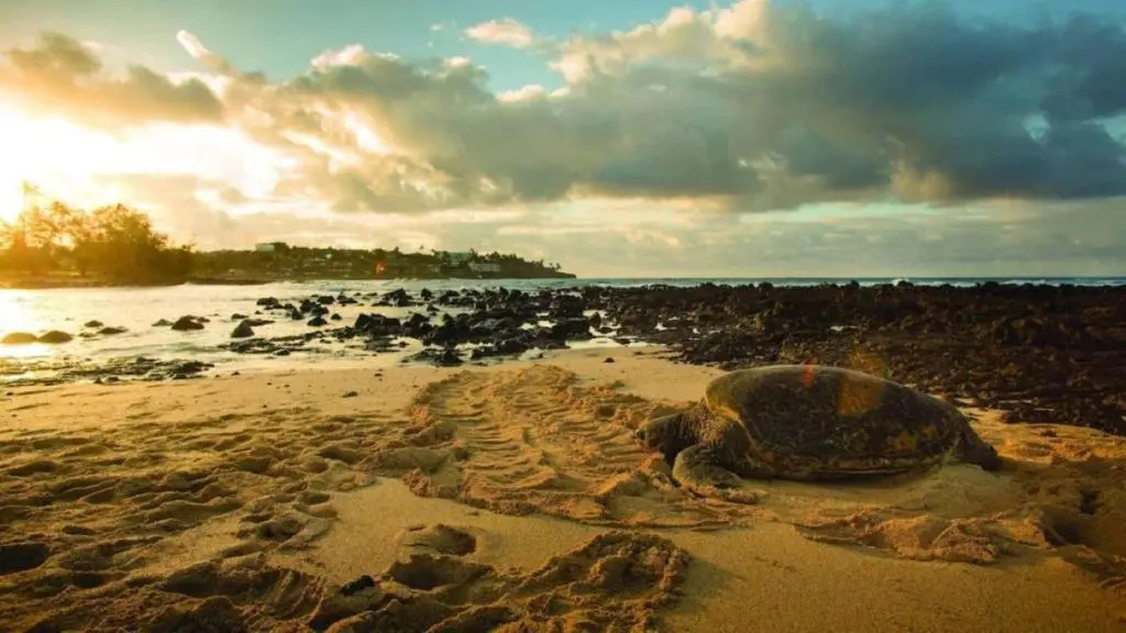Kiahuna Plantation Kauai by OUTRIGGER - Select Your Unit