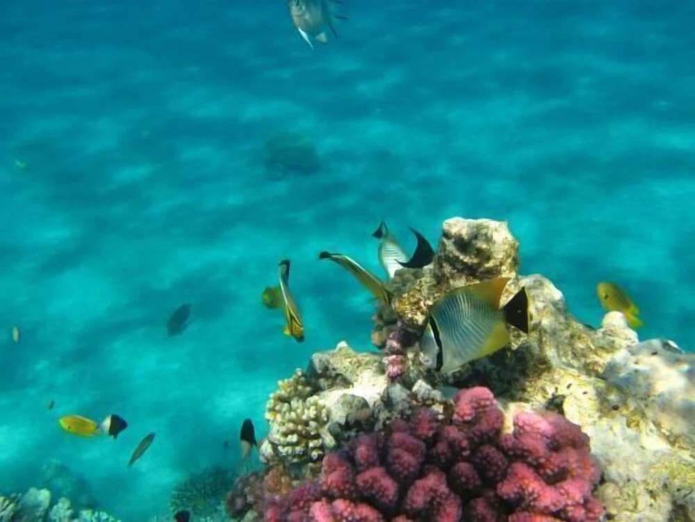Beachfront in 5 Star Hotel With Reef Hurghada