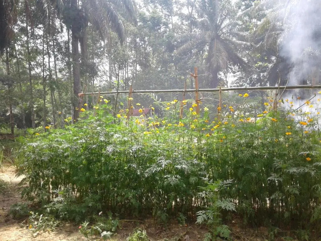 Suan Bang Bon Guest House