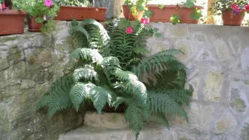 Villa Doina
