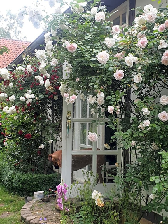 Rosindell cottage