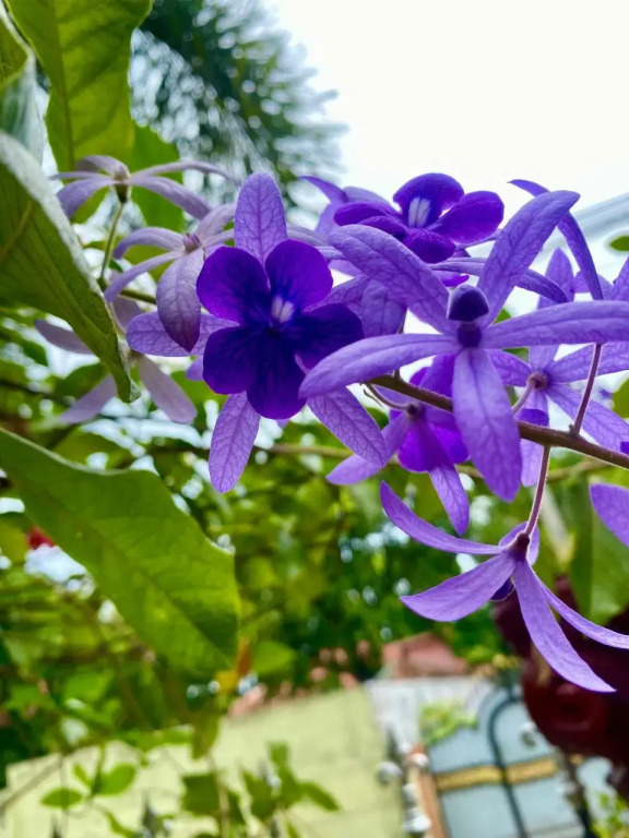Senthil Complex