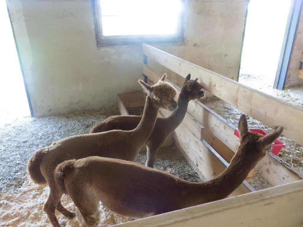 R&F Alpacas B&B