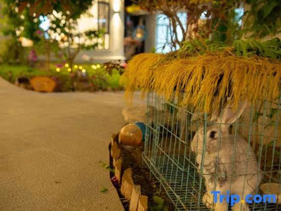 Turks Flip Pigeon Homestay