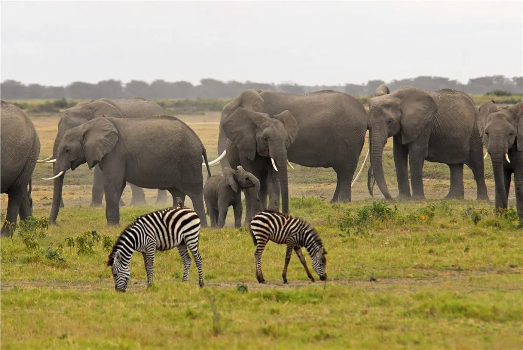 Kenya Safari – Kenya Classic Keekorok (6 Nights)