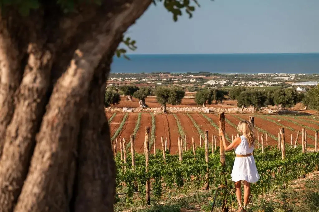 Masseria Auraterrae