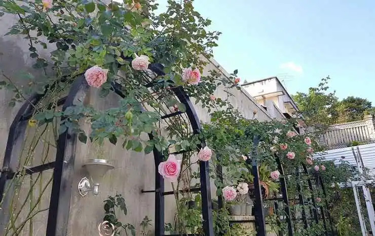 Six Six Garden - Rose Koi Homestay Dalat