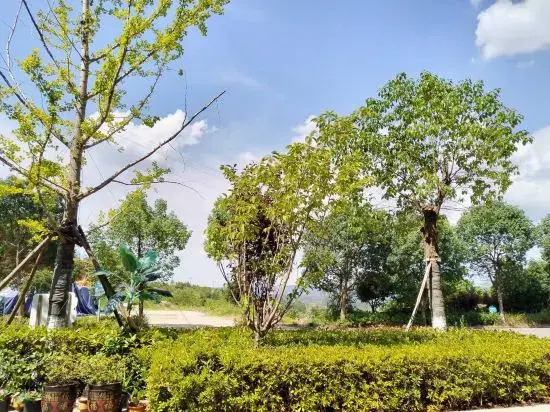 Wencheng Shiyu Homestay