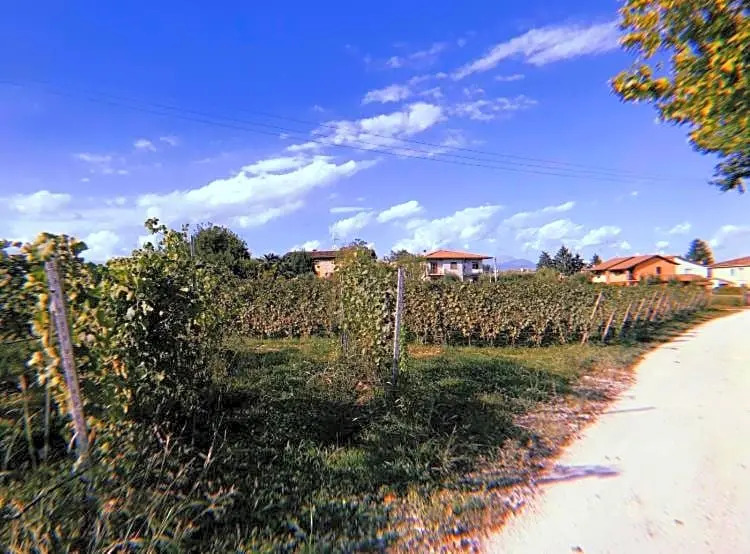 Orchidea Del Garda