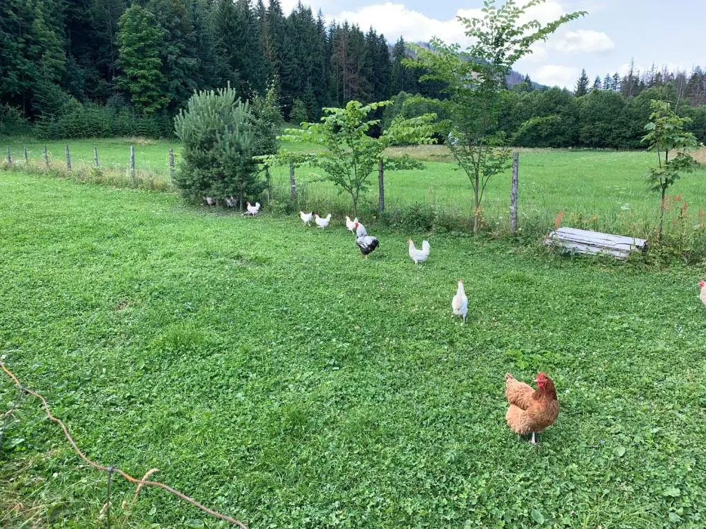 Dom Wypoczynkowy i Apartamenty "Nabucco" z widokiem na Giewont i Góry