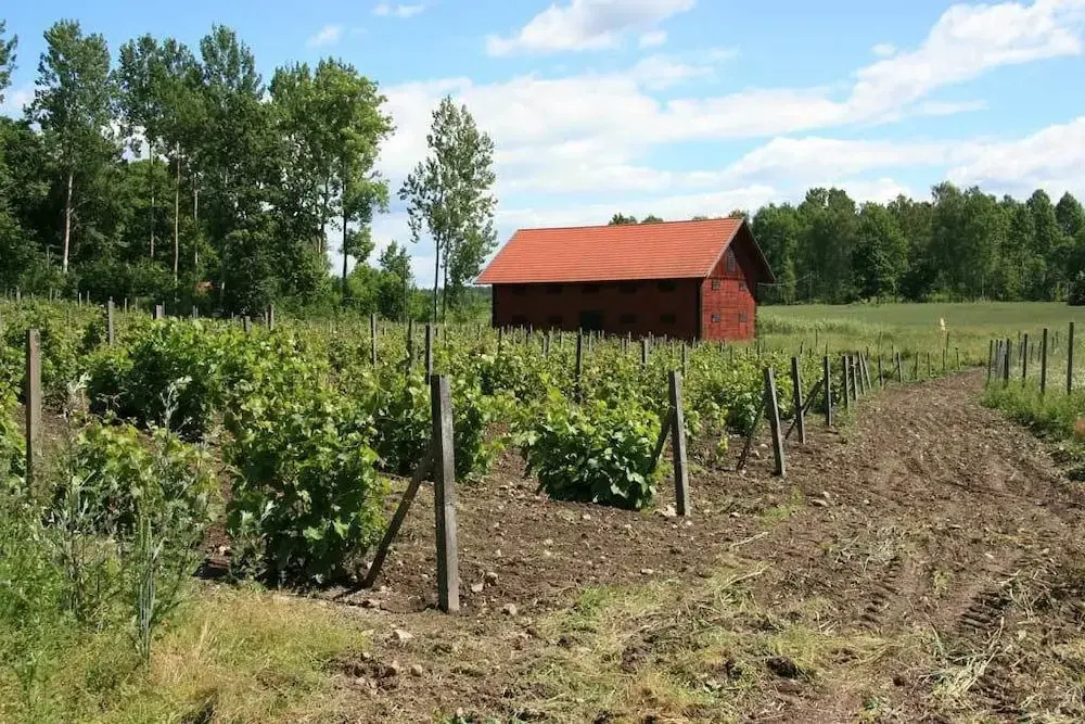 Blaxsta Vingård