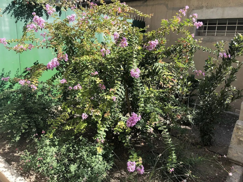 Le jardin des Capucins