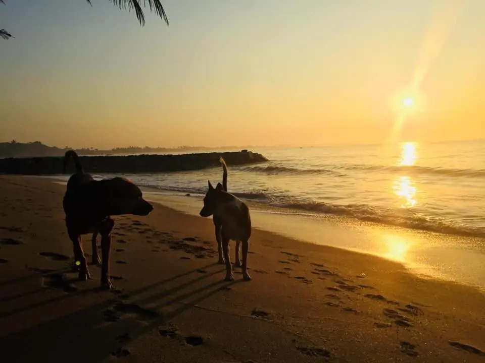 Grand Conch 4 BR Villa -3 Min walk to the beaches