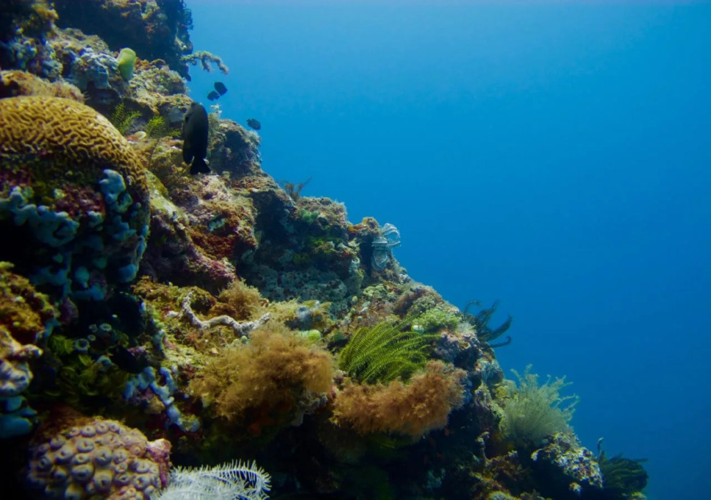 Bentrina Diving Resort