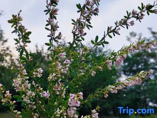 Zhaixingdao Homestay (Cuihua Mountain Scenic Area)