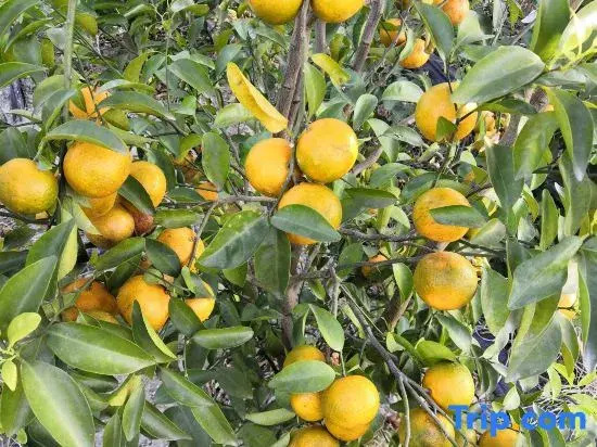 Xiamen Genyuan Homestay (Yinfeng Hot Spring Branch)