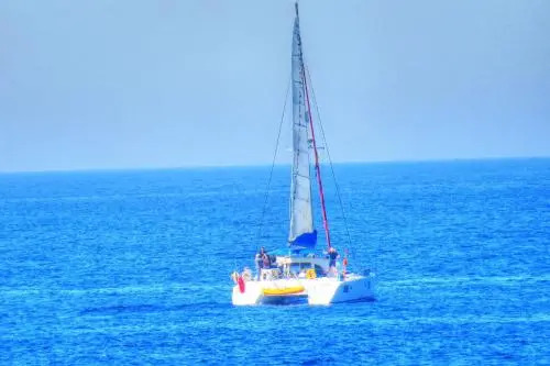 Rosa Nautica 301