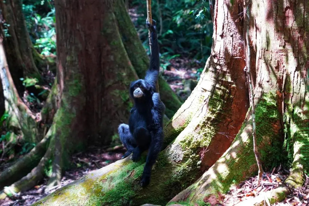 Sumatra Orangutan Discovery Villa