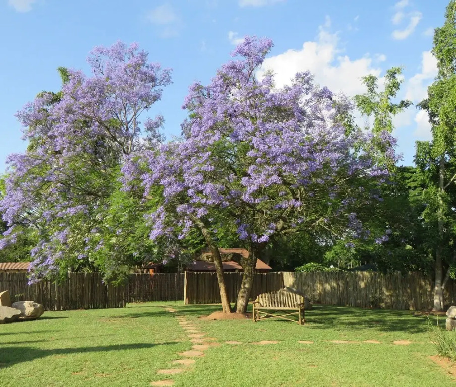 Monkey Thorn Lodge & Wellness Spa