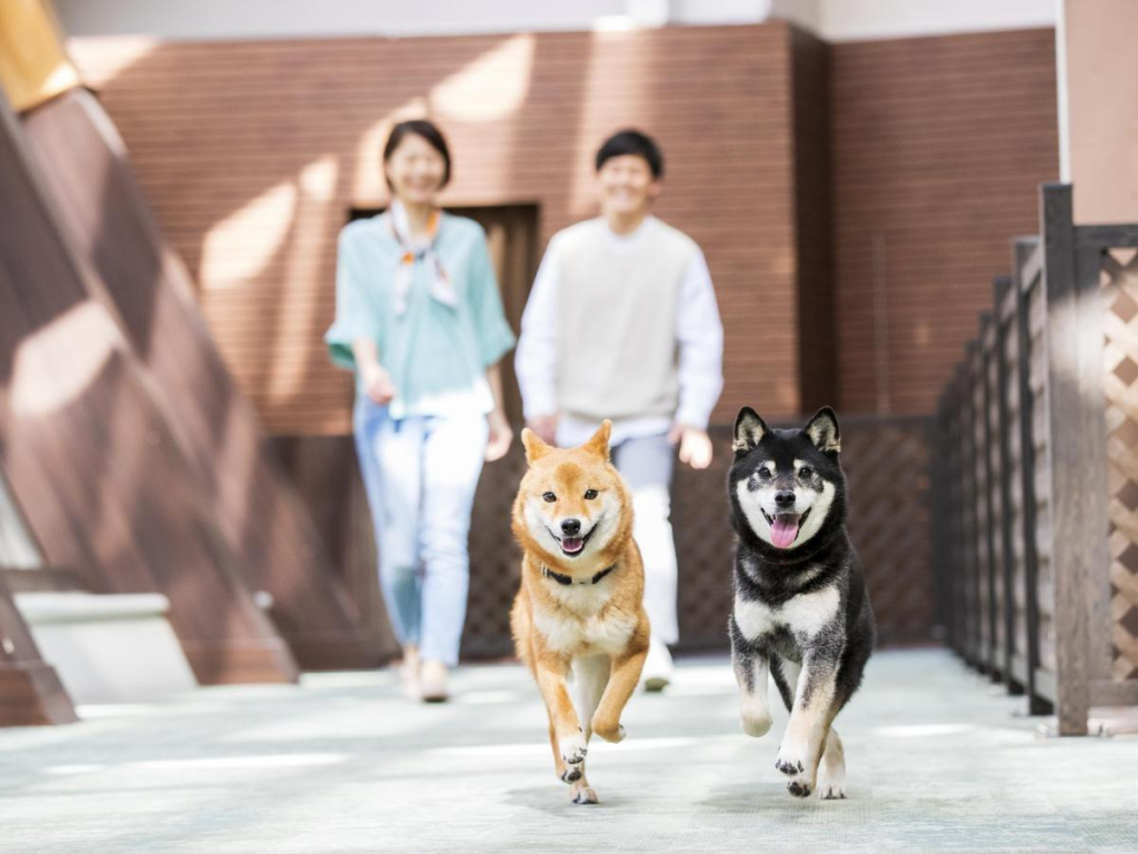 Wan Wan Paradise Izukogen